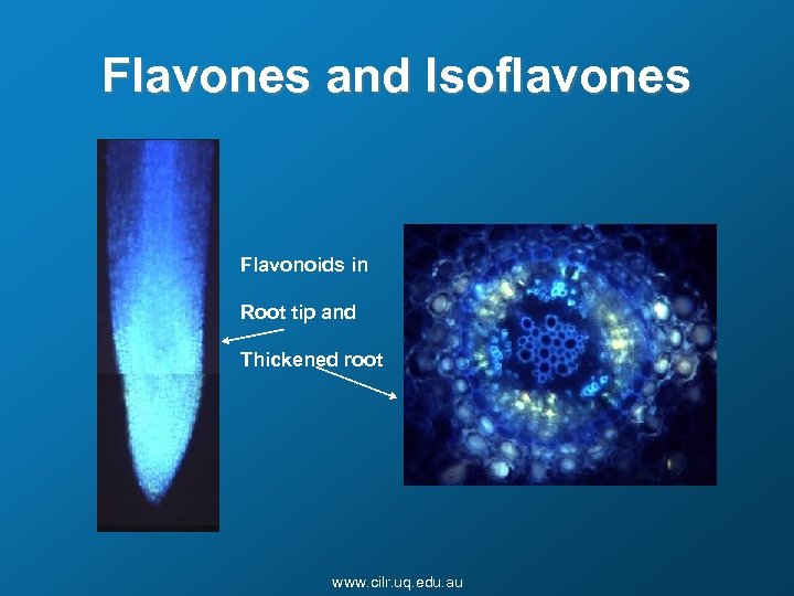 Flavones and Isoflavones Flavonoids in Root tip and Thickened root www. cilr. uq. edu.
