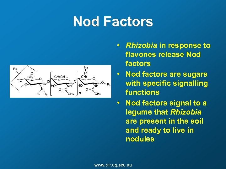 Nod Factors • Rhizobia in response to flavones release Nod factors • Nod factors