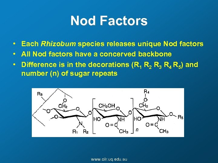 Nod Factors • Each Rhizobum species releases unique Nod factors • All Nod factors