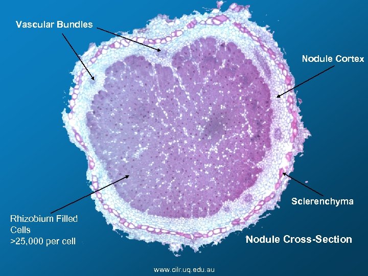 Vascular Bundles Nodule Cortex Sclerenchyma Rhizobium Filled Cells >25, 000 per cell Nodule Cross-Section