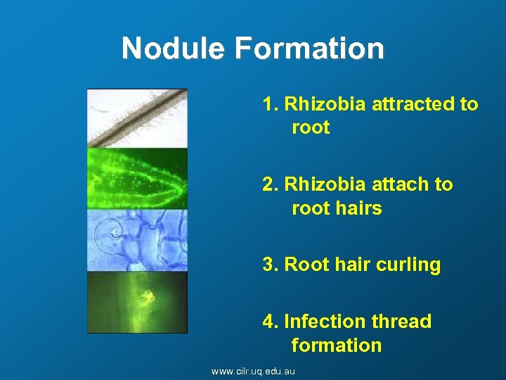 Nodule Formation 1. Rhizobia attracted to root 2. Rhizobia attach to root hairs 3.