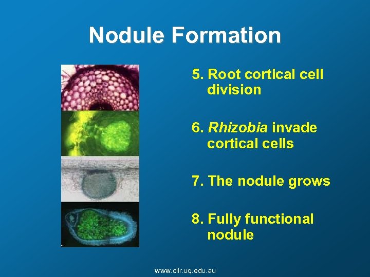 Nodule Formation 5. Root cortical cell division 6. Rhizobia invade cortical cells 7. The