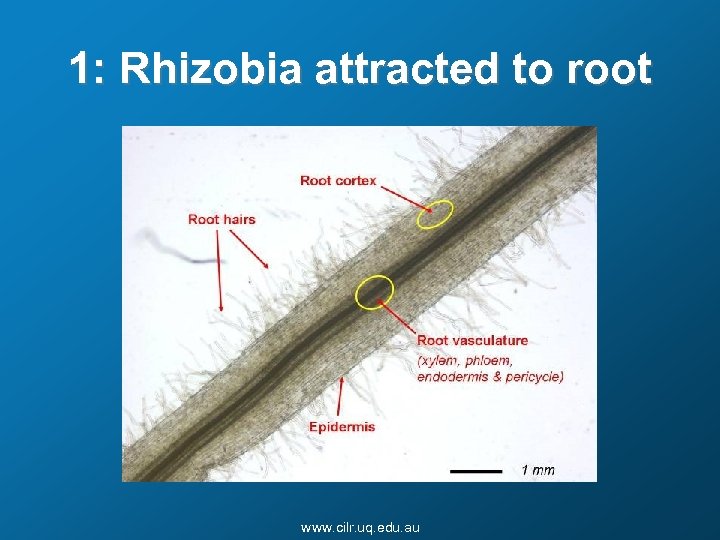 1: Rhizobia attracted to root www. cilr. uq. edu. au 