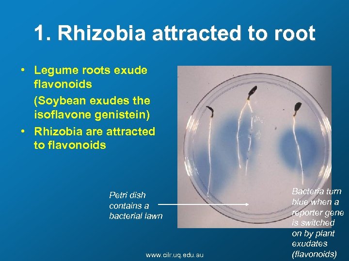 1. Rhizobia attracted to root • Legume roots exude flavonoids (Soybean exudes the isoflavone