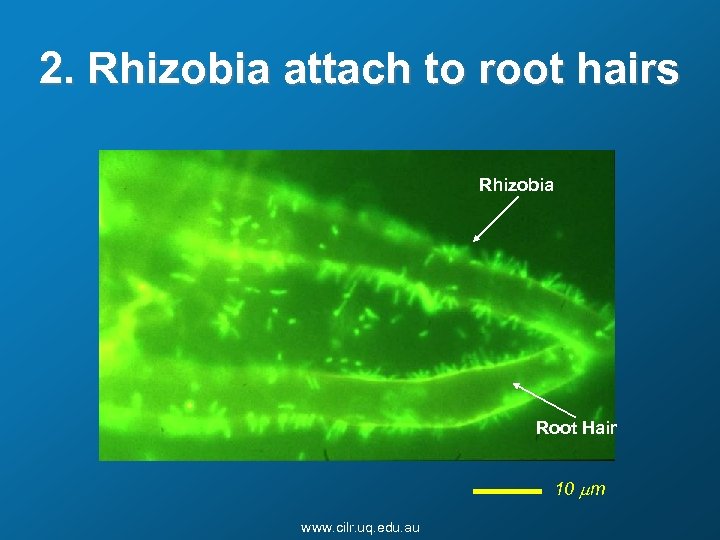 2. Rhizobia attach to root hairs Rhizobia Root Hair 10 mm www. cilr. uq.