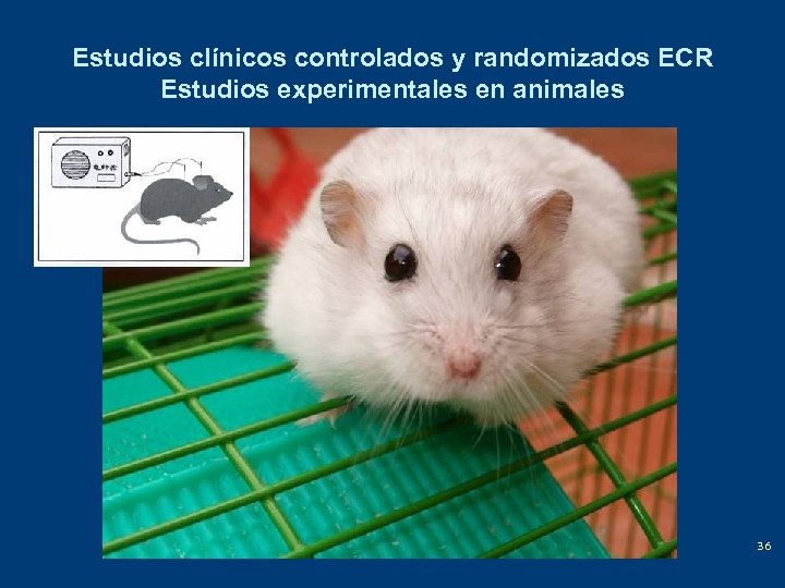 Estudios clínicos controlados y randomizados ECR Estudios experimentales en animales 36 