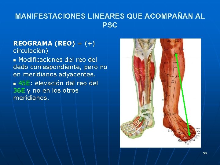 MANIFESTACIONES LINEARES QUE ACOMPAÑAN AL PSC REOGRAMA (REO) = (+) circulación) n Modificaciones del