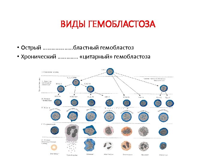 ВИДЫ ГЕМОБЛАСТОЗА • Острый …………………бластный гемобластоз • Хронический …………. . «цитарный» гемобластоза 