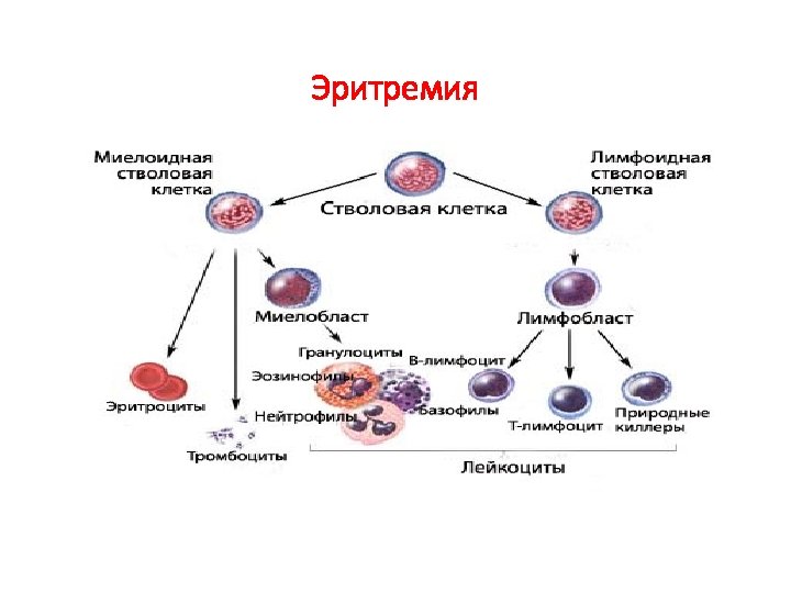 Эритремия код