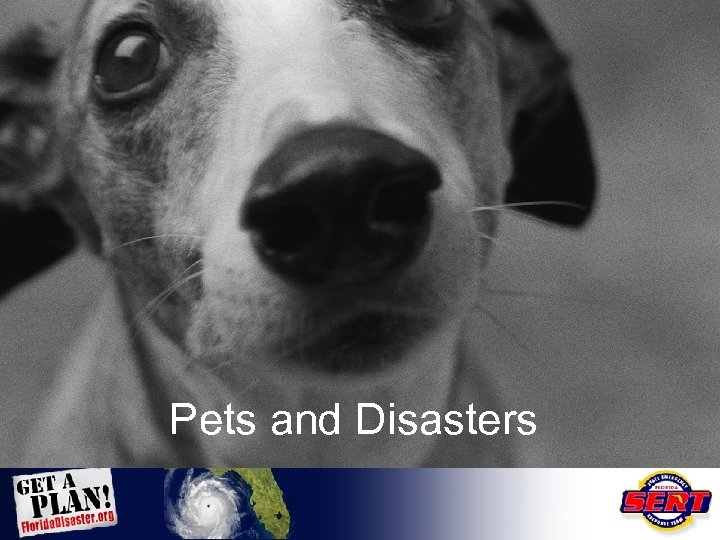 Pets and Disasters 