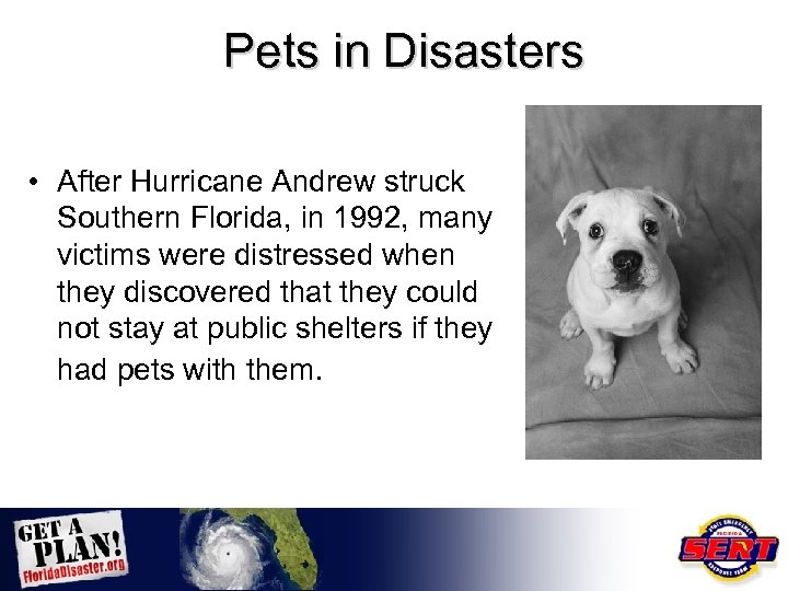 Pets in Disasters • After Hurricane Andrew struck Southern Florida, in 1992, many victims