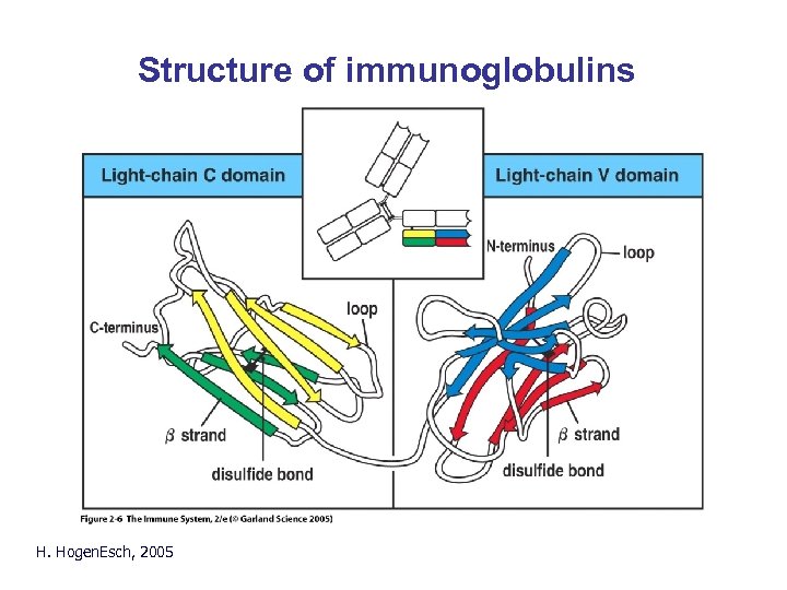 Structure of immunoglobulins H. Hogen. Esch, 2005 