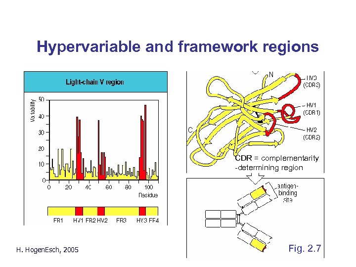 Hypervariable and framework regions CDR = complementarity -determining region H. Hogen. Esch, 2005 Fig.