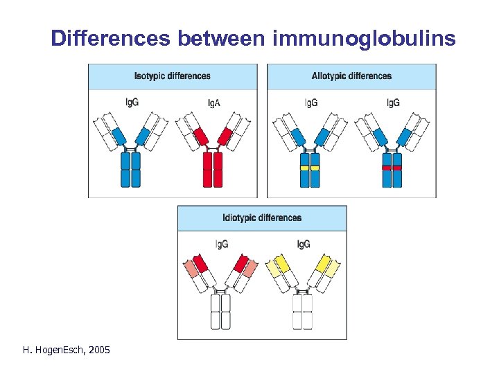 Differences between immunoglobulins H. Hogen. Esch, 2005 