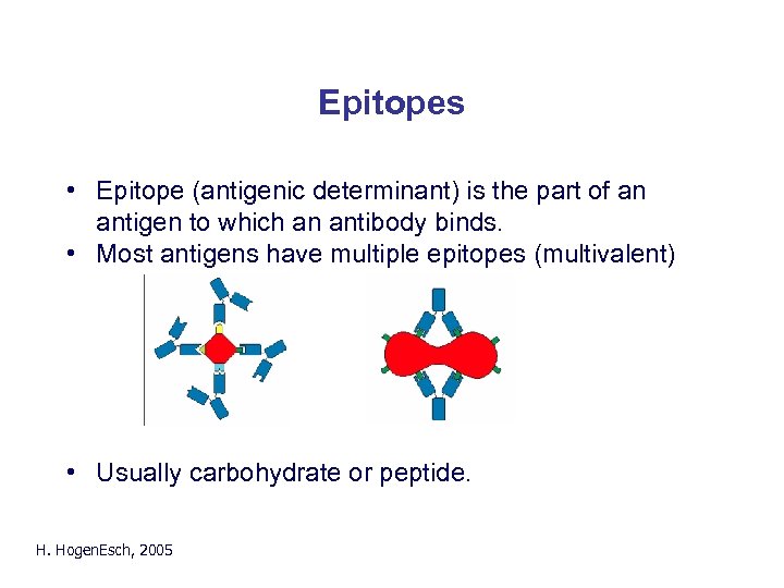 Epitopes • Epitope (antigenic determinant) is the part of an antigen to which an