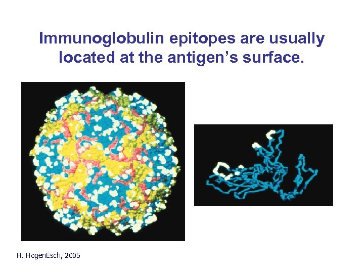 Immunoglobulin epitopes are usually located at the antigen’s surface. Fig. 2. 8 H. Hogen.