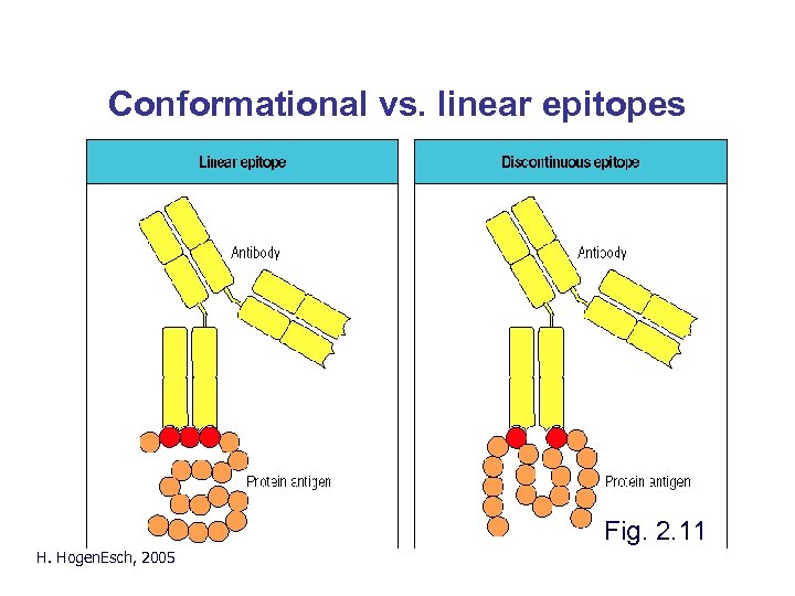 Conformational vs. linear epitopes Fig. 2. 11 H. Hogen. Esch, 2005 