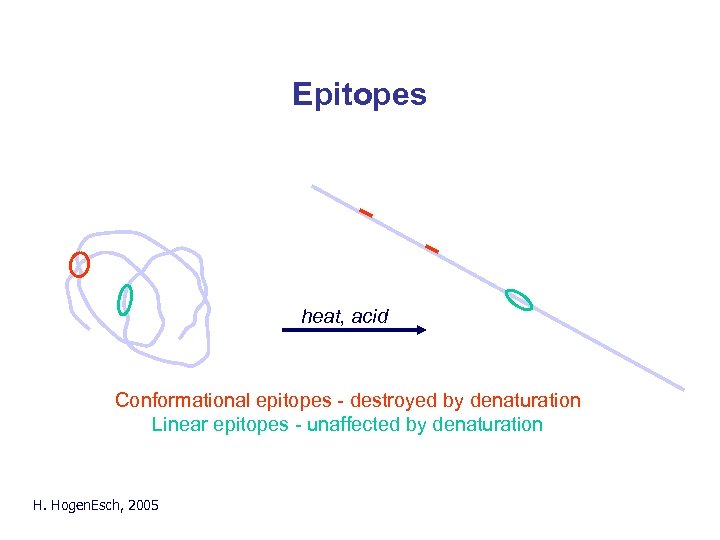 Epitopes heat, acid Conformational epitopes - destroyed by denaturation Linear epitopes - unaffected by