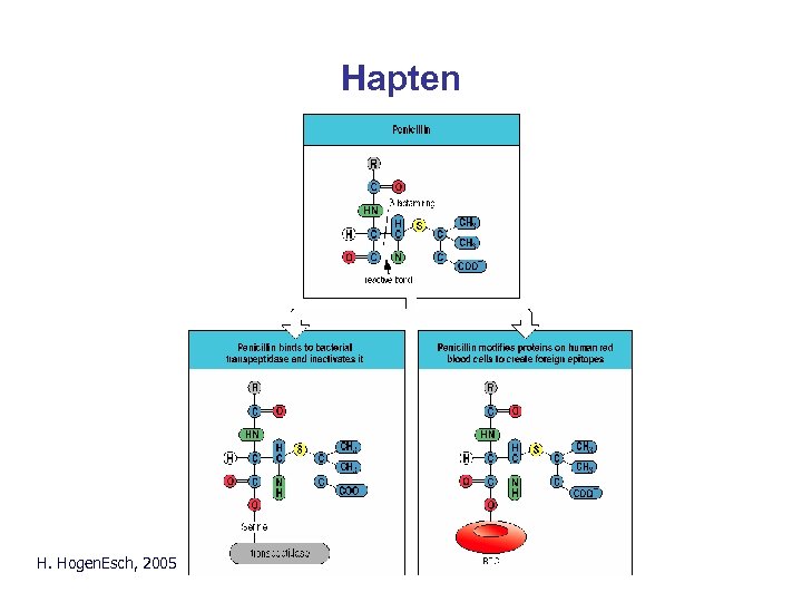 Hapten Parham Fig. 10. 25 H. Hogen. Esch, 2005 