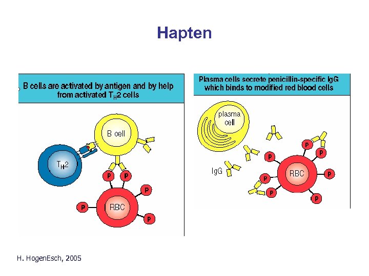 Hapten H. Hogen. Esch, 2005 Parham Fig. 10. 26 