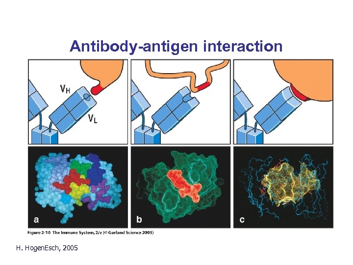 Antibody-antigen interaction H. Hogen. Esch, 2005 Fig. 2. 10 