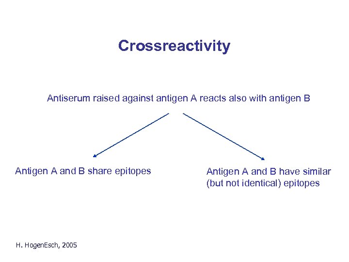 Crossreactivity Antiserum raised against antigen A reacts also with antigen B Antigen A and