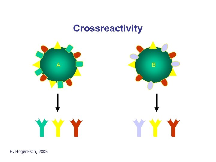 Crossreactivity A H. Hogen. Esch, 2005 B 