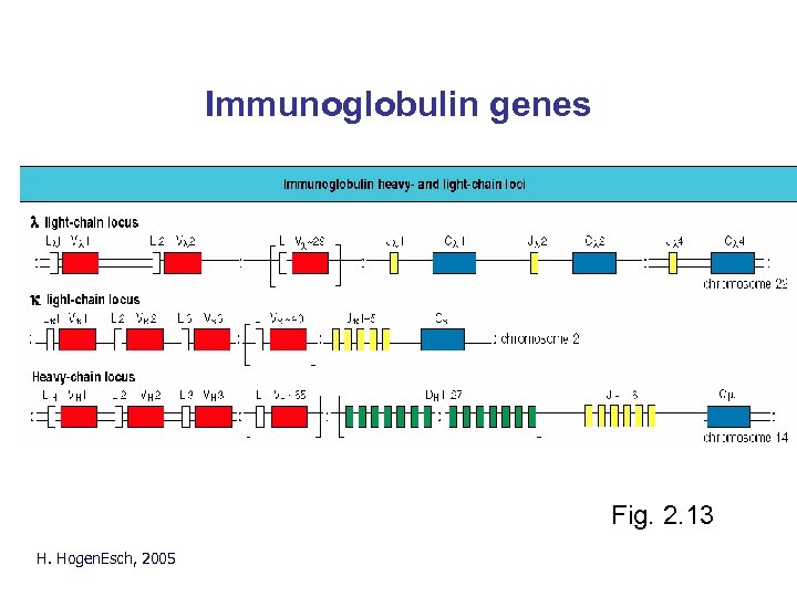 Immunoglobulin genes Fig. 2. 13 H. Hogen. Esch, 2005 