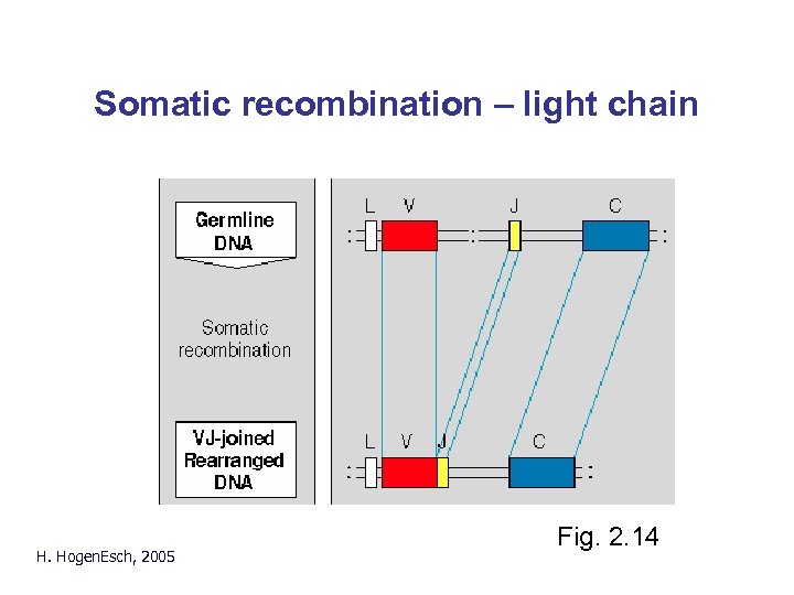 Somatic recombination – light chain H. Hogen. Esch, 2005 Fig. 2. 14 