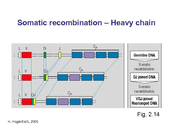 Somatic recombination – Heavy chain Fig. 2. 14 H. Hogen. Esch, 2005 