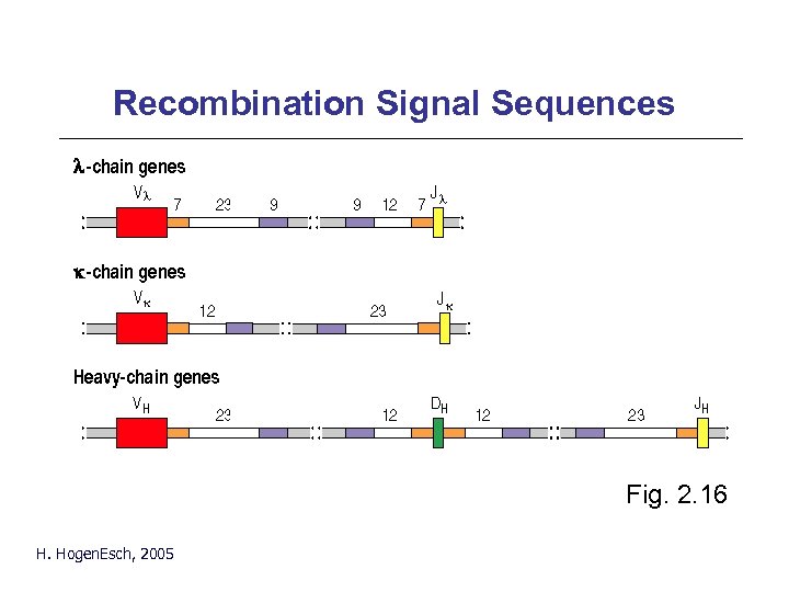 Recombination Signal Sequences Fig. 2. 16 H. Hogen. Esch, 2005 