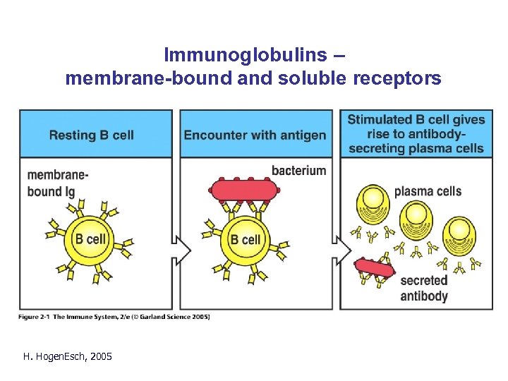 Immunoglobulins – membrane-bound and soluble receptors H. Hogen. Esch, 2005 