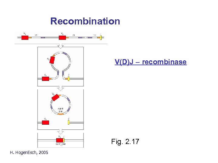 Recombination V(D)J – recombinase Fig. 2. 17 H. Hogen. Esch, 2005 