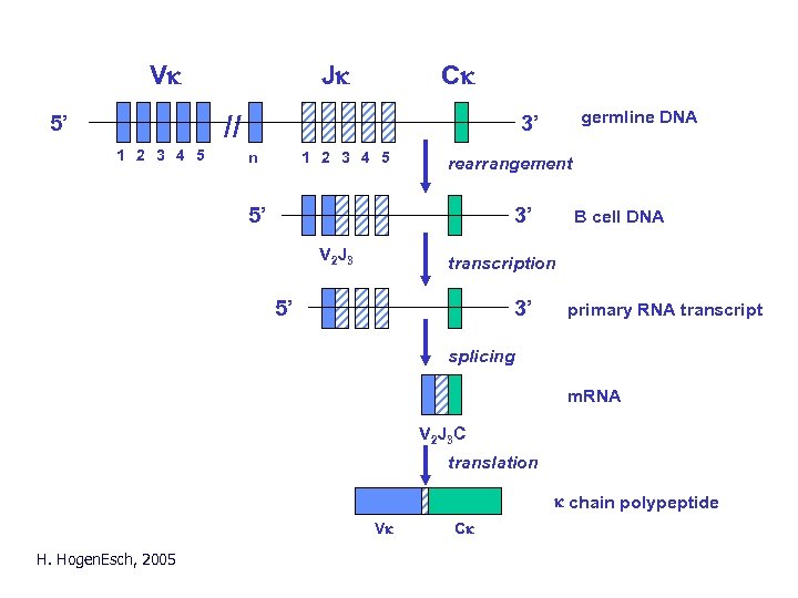 Vk Jk Ck // 5’ 1 2 3 4 5 germline DNA 3’ n