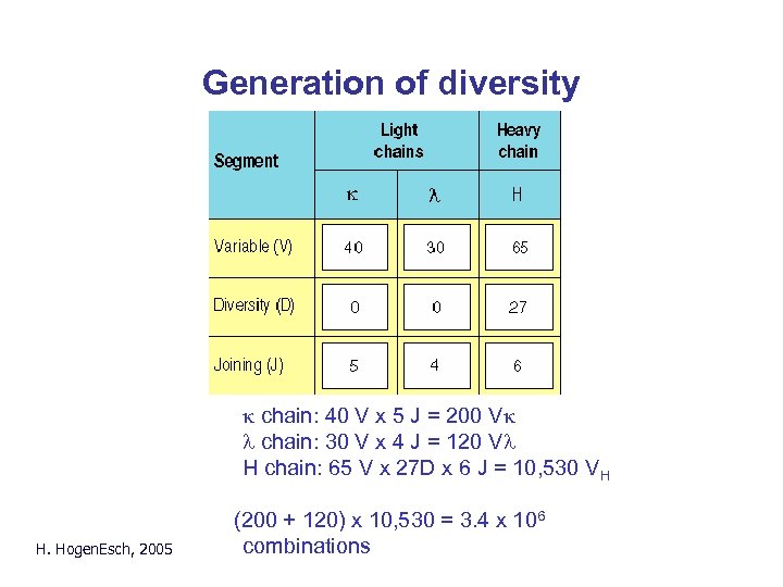 Generation of diversity k chain: 40 V x 5 J = 200 Vk l