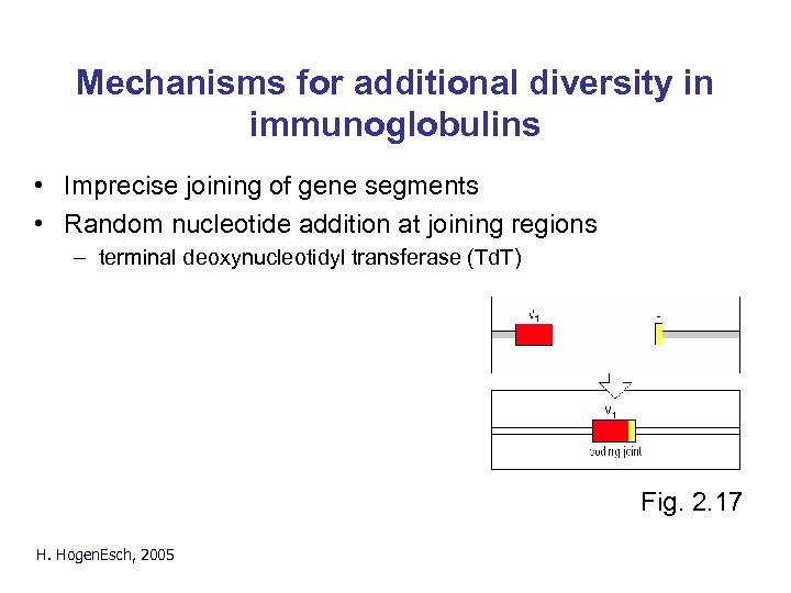 Mechanisms for additional diversity in immunoglobulins • Imprecise joining of gene segments • Random