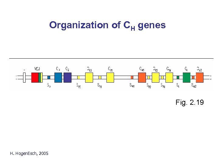 Organization of CH genes Fig. 2. 19 H. Hogen. Esch, 2005 