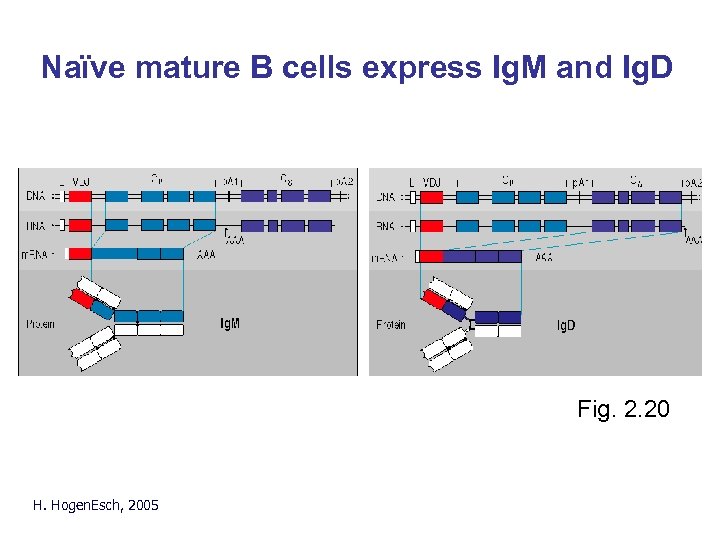 Naïve mature B cells express Ig. M and Ig. D Fig. 2. 20 H.