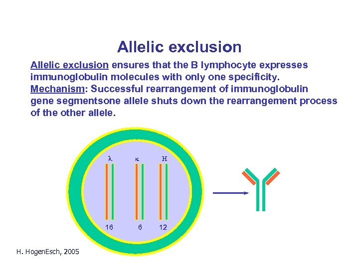 Allelic exclusion ensures that the B lymphocyte expresses immunoglobulin molecules with only one specificity.