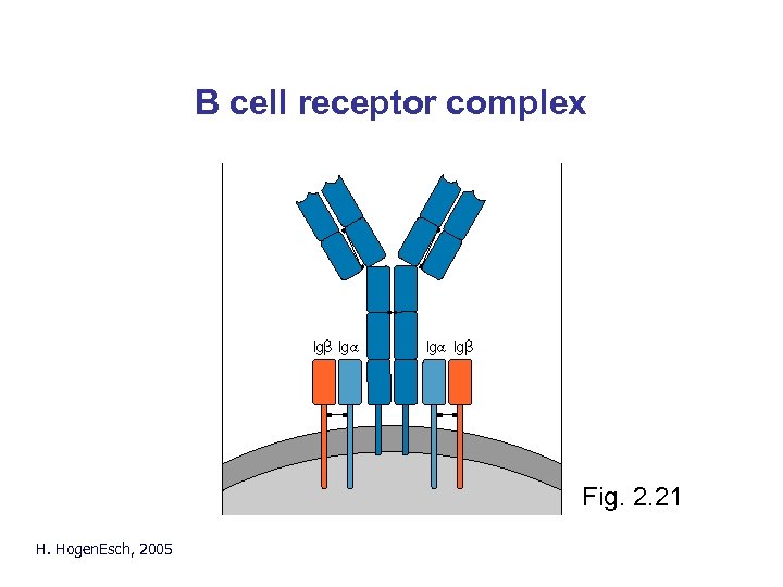 B cell receptor complex Fig. 2. 21 H. Hogen. Esch, 2005 