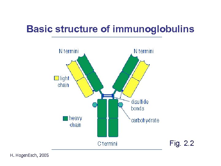 Basic structure of immunoglobulins Fig. 2. 2 H. Hogen. Esch, 2005 