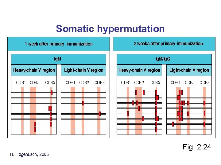 Somatic hypermutation Fig. 2. 24 H. Hogen. Esch, 2005 