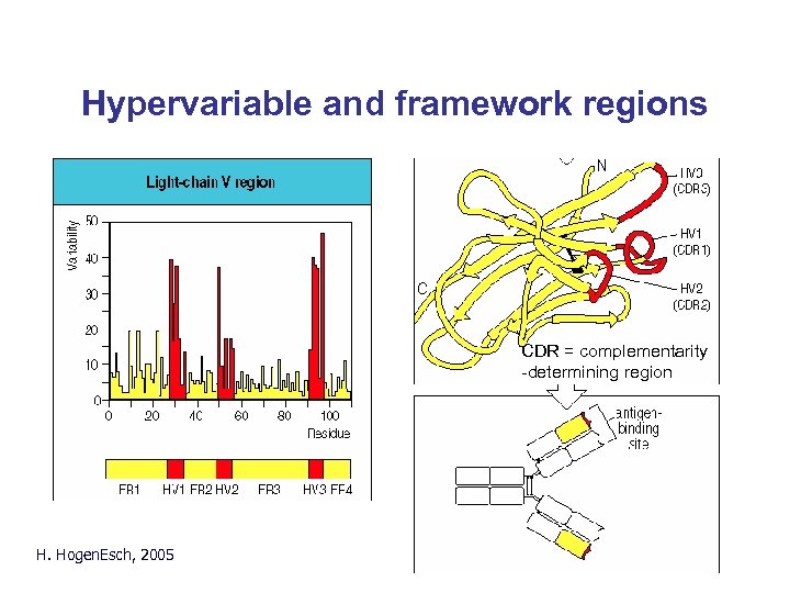 Hypervariable and framework regions CDR = complementarity -determining region H. Hogen. Esch, 2005 Fig.