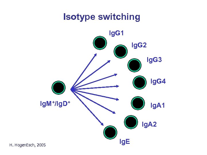 Isotype switching Ig. G 1 Ig. G 2 Ig. G 3 Ig. G 4