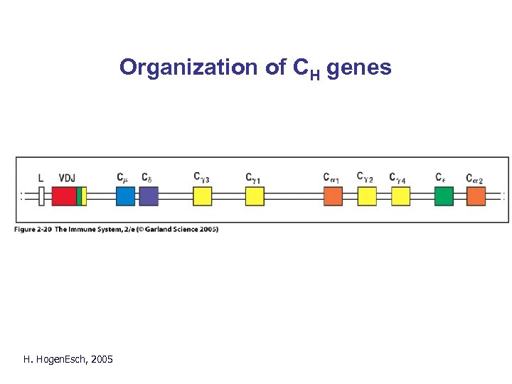 Organization of CH genes Fig. 2. 19 H. Hogen. Esch, 2005 