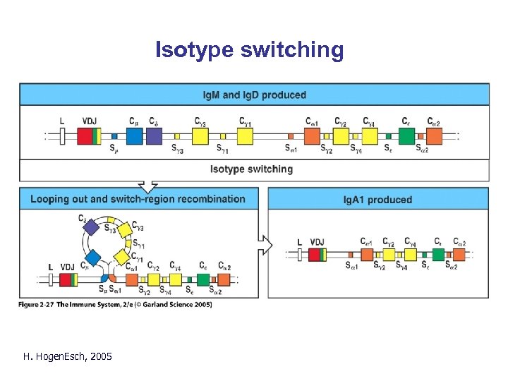 Isotype switching H. Hogen. Esch, 2005 