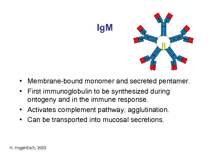 Ig. M • Membrane-bound monomer and secreted pentamer. • First immunoglobulin to be synthesized