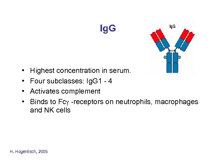 Ig. G • • Highest concentration in serum. Four subclasses: Ig. G 1 -