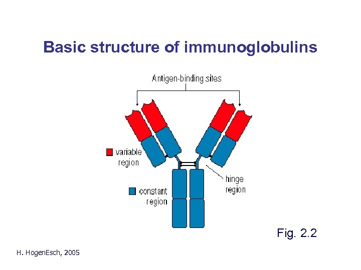 Basic structure of immunoglobulins H. Hogen. Esch, 2005 Fig. 2. 2 