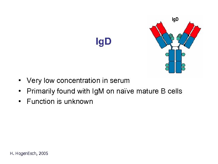 Ig. D • Very low concentration in serum • Primarily found with Ig. M